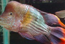 皇冠魚圖片：“皇冠魚圖片”聚焦于一種極具視覺沖擊力的熱帶觀賞魚類——皇冠魚 皇冠魚圖片：“皇冠魚圖片”聚焦于一種極具視覺沖擊力的熱帶觀賞魚類——皇冠魚 龍魚論壇 第29張