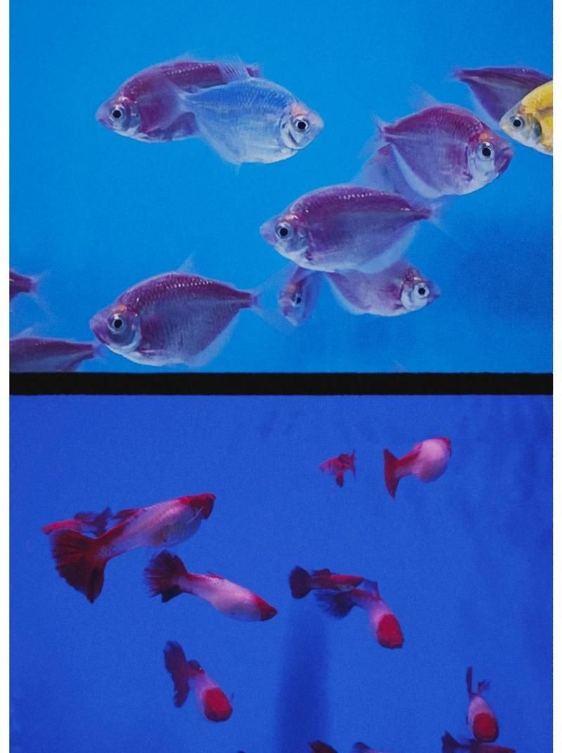 成都水族店：成都水族行業(yè)發(fā)展前景如何？