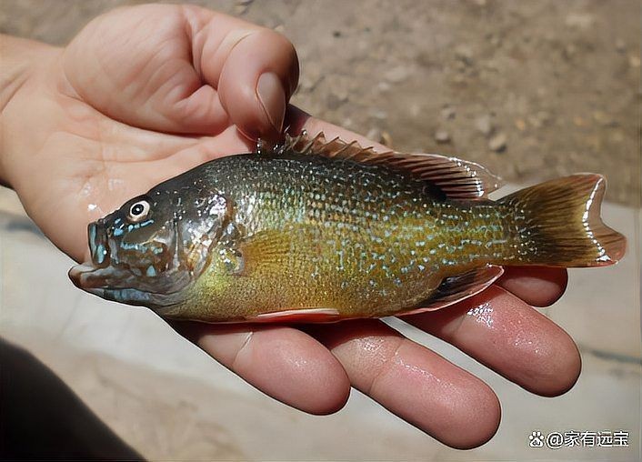 如何選擇一款適合的龍魚燈，如何選擇一款好的龍魚燈