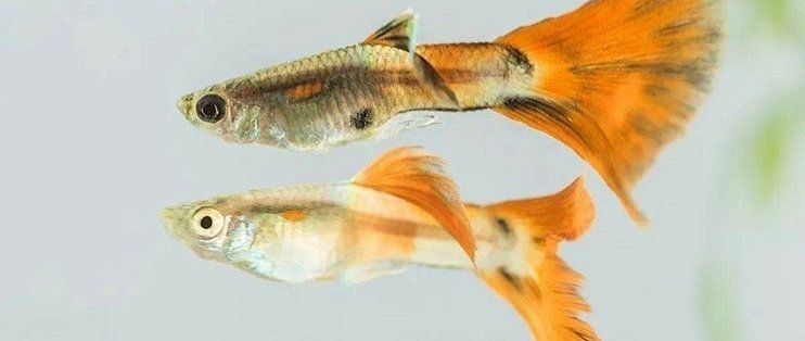 火炬魚有什么寓意和象征：火炬魚的吉祥寓意與文化象征著人類對美好生活的多重期許 火炬魚有什么寓意和象征：火炬魚的吉祥寓意與文化象征著人類對美好生活的多重期許 龍魚論壇 第5張