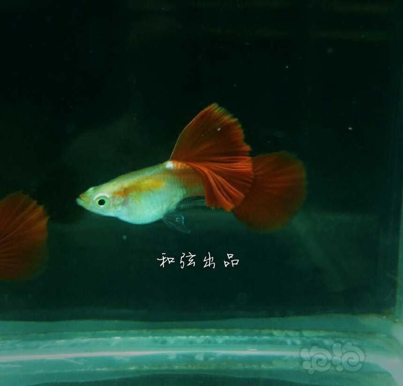 火炬魚有什么寓意和象征：火炬魚的吉祥寓意與文化象征著人類對美好生活的多重期許 火炬魚有什么寓意和象征：火炬魚的吉祥寓意與文化象征著人類對美好生活的多重期許 龍魚論壇 第19張