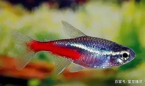 火炬魚有什么寓意和象征：火炬魚的吉祥寓意與文化象征著人類對美好生活的多重期許 火炬魚有什么寓意和象征：火炬魚的吉祥寓意與文化象征著人類對美好生活的多重期許 龍魚論壇 第20張
