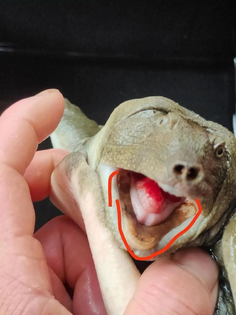 甲魚牙齒圖片大全：**《甲魚牙齒圖片大全》