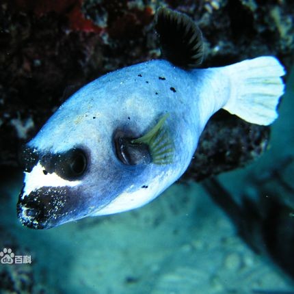 灰狗頭海水魚：灰狗頭海水魚是一種怎樣的存在？ 灰狗頭海水魚：灰狗頭海水魚是一種怎樣的存在？ 龍魚論壇 第5張