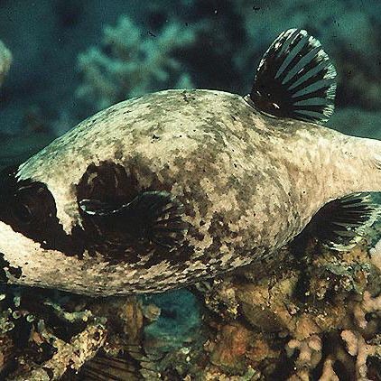 灰狗頭海水魚：灰狗頭海水魚是一種怎樣的存在？ 灰狗頭海水魚：灰狗頭海水魚是一種怎樣的存在？ 龍魚論壇 第7張