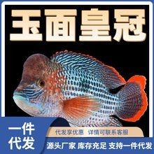 皇冠魚多少錢一條：皇冠魚價格-最新王冠魚價格、批發報價、價格大全
