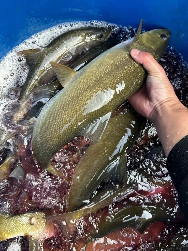 一億最貴三種魚：保護動物，全球范圍內不足千尾 一億最貴三種魚：保護動物，全球范圍內不足千尾 龍魚百科 第5張