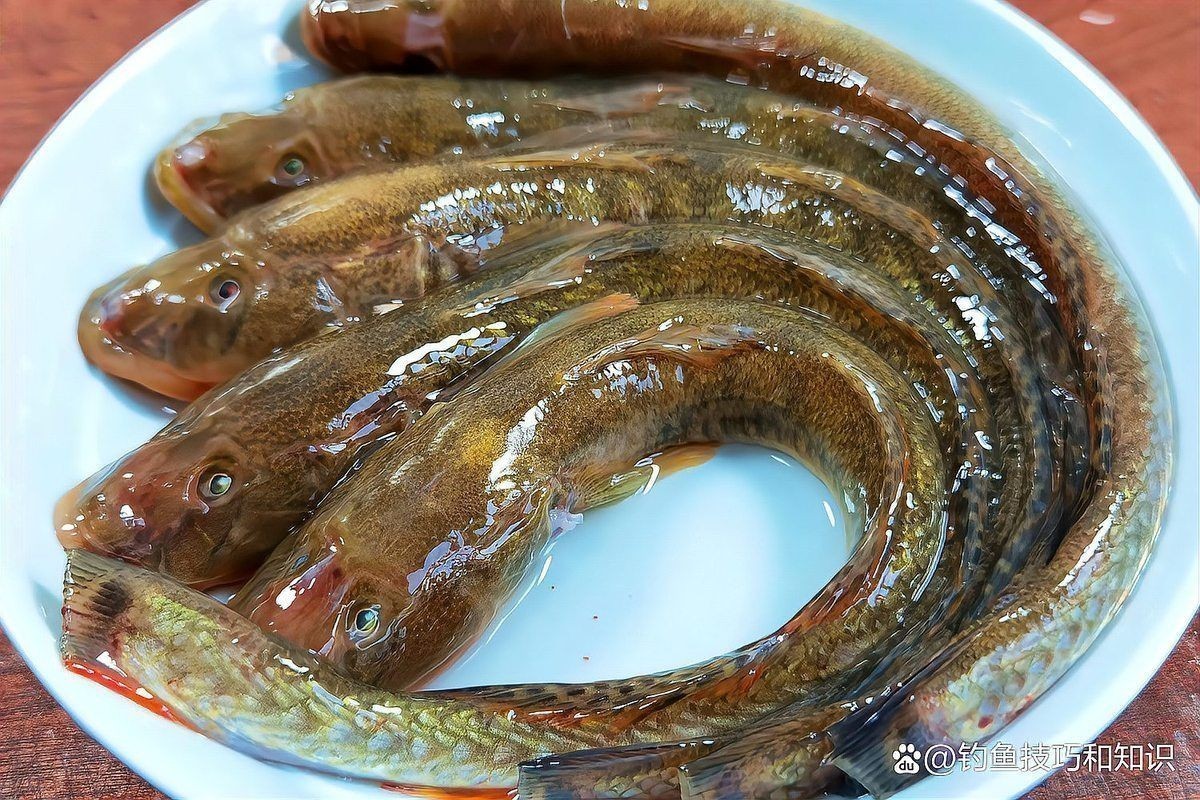 海鯰魚是海魚還是淡水魚:中國常見的8種海魚,必有一種是你的最愛全吃過的 龍魚論壇 第7張 海鯰魚是海魚還是淡水魚:中國常見的8種海魚,必有一種是你的最愛全吃過的 海鯰魚是海魚還是淡水魚:中國常見的8種海魚,必有一種是你的最愛全吃過的 龍魚論壇 第7張