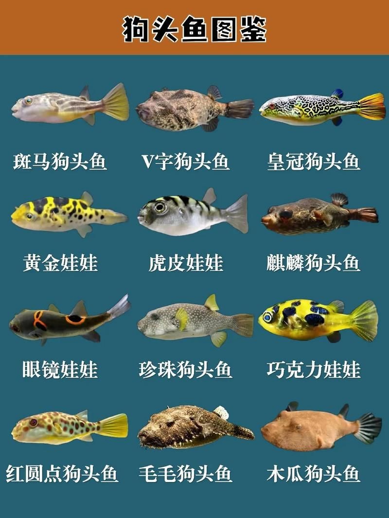 狗頭魚的圖片：海洋中的滑稽小精靈——狗頭魚 狗頭魚的圖片：海洋中的滑稽小精靈——狗頭魚 龍魚論壇 第4張