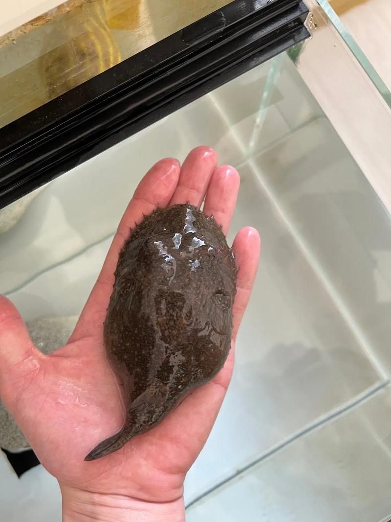 狗頭魚的圖片：海洋中的滑稽小精靈——狗頭魚 狗頭魚的圖片：海洋中的滑稽小精靈——狗頭魚 龍魚論壇 第10張