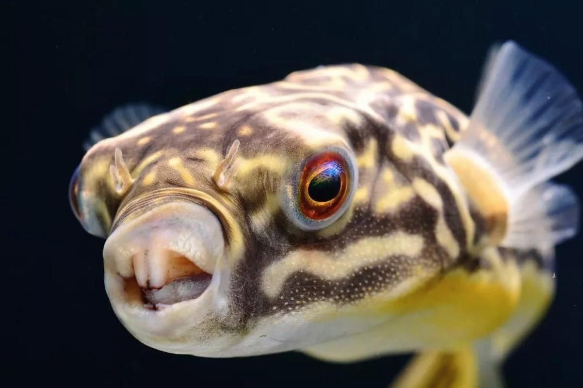 狗頭魚的圖片：海洋中的滑稽小精靈——狗頭魚 狗頭魚的圖片：海洋中的滑稽小精靈——狗頭魚 龍魚論壇 第11張