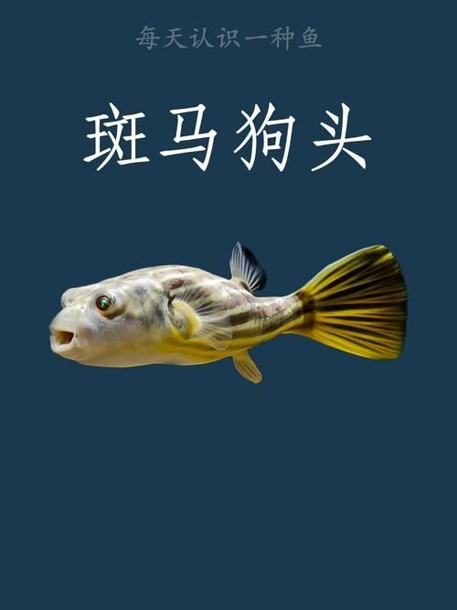 狗頭魚的圖片：海洋中的滑稽小精靈——狗頭魚 狗頭魚的圖片：海洋中的滑稽小精靈——狗頭魚 龍魚論壇 第12張