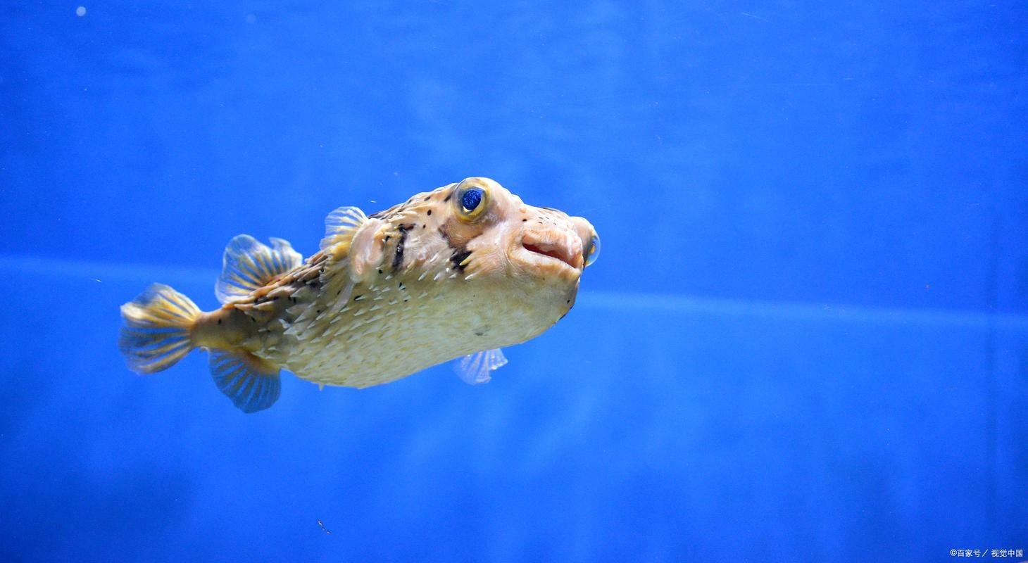 狗頭魚的圖片：海洋中的滑稽小精靈——狗頭魚 狗頭魚的圖片：海洋中的滑稽小精靈——狗頭魚 龍魚論壇 第9張