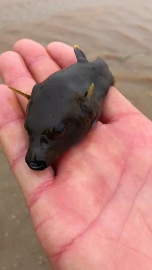 狗頭魚的圖片：海洋中的滑稽小精靈——狗頭魚 狗頭魚的圖片：海洋中的滑稽小精靈——狗頭魚 龍魚論壇 第16張