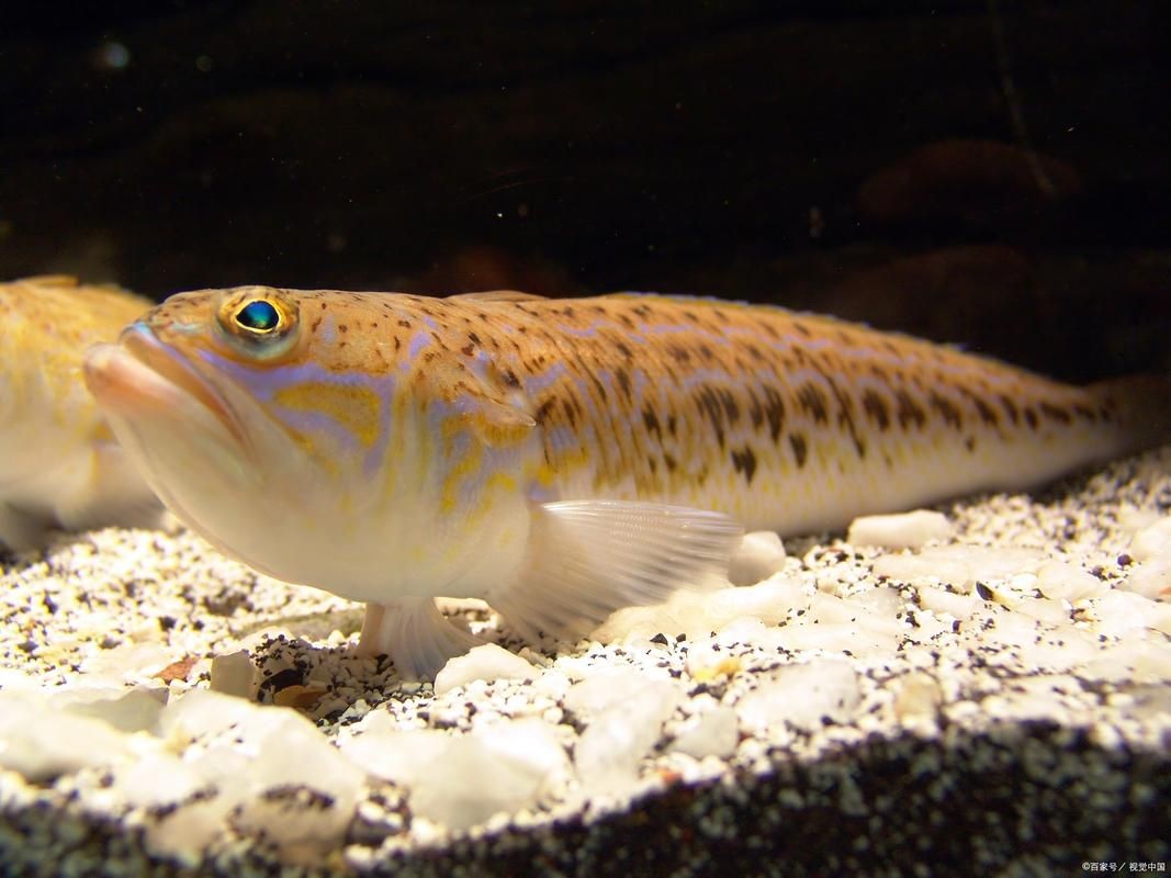 狗頭魚的圖片：海洋中的滑稽小精靈——狗頭魚 狗頭魚的圖片：海洋中的滑稽小精靈——狗頭魚 龍魚論壇 第5張