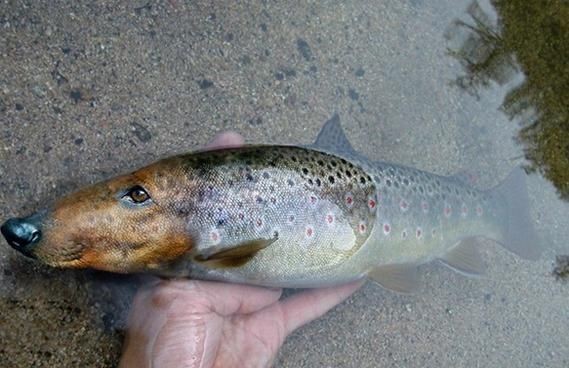 狗頭魚的圖片：海洋中的滑稽小精靈——狗頭魚 狗頭魚的圖片：海洋中的滑稽小精靈——狗頭魚 龍魚論壇 第7張