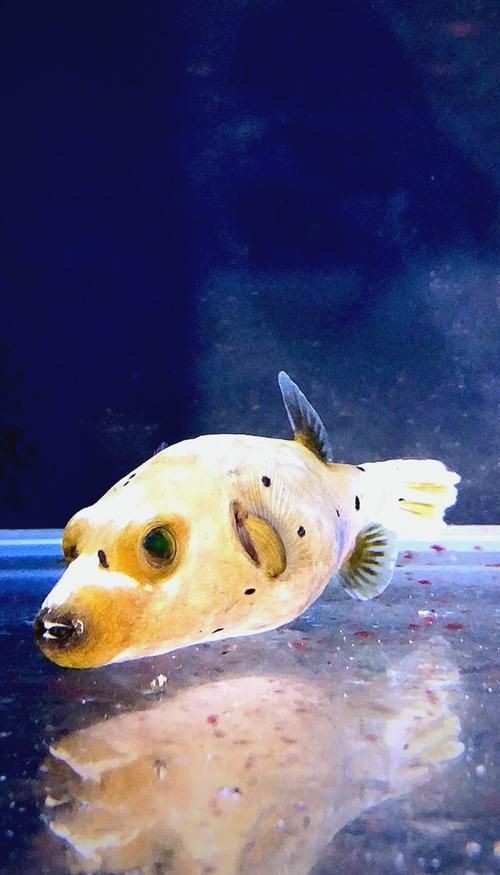 狗頭魚的圖片：海洋中的滑稽小精靈——狗頭魚 狗頭魚的圖片：海洋中的滑稽小精靈——狗頭魚 龍魚論壇 第6張