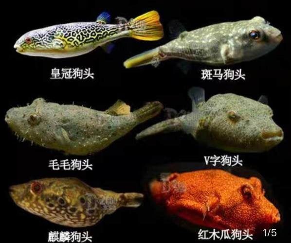 狗頭魚的圖片：海洋中的滑稽小精靈——狗頭魚 狗頭魚的圖片：海洋中的滑稽小精靈——狗頭魚 龍魚論壇 第15張