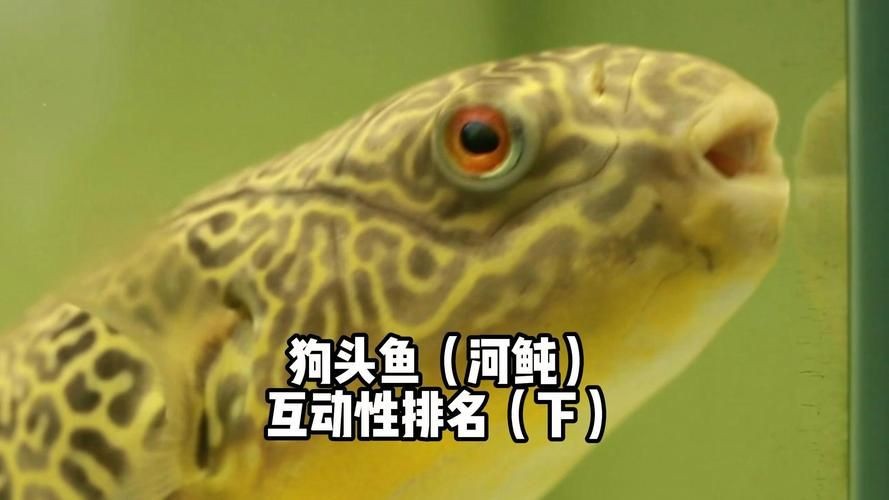 狗頭魚的圖片：海洋中的滑稽小精靈——狗頭魚 狗頭魚的圖片：海洋中的滑稽小精靈——狗頭魚 龍魚論壇 第22張