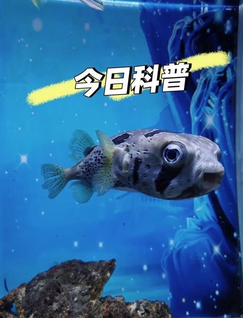 狗頭魚的圖片：海洋中的滑稽小精靈——狗頭魚 狗頭魚的圖片：海洋中的滑稽小精靈——狗頭魚 龍魚論壇 第20張