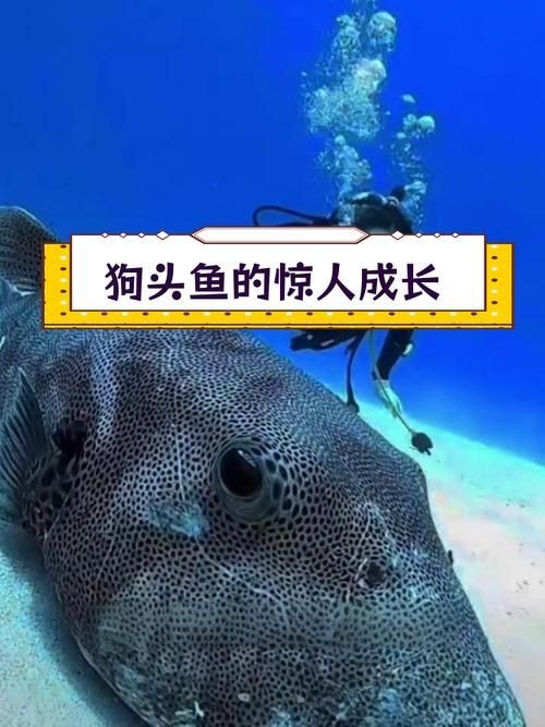 狗頭魚的圖片：海洋中的滑稽小精靈——狗頭魚 狗頭魚的圖片：海洋中的滑稽小精靈——狗頭魚 龍魚論壇 第19張
