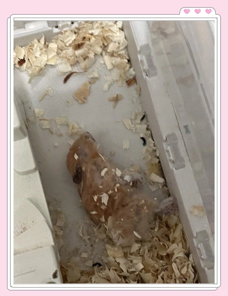金苔鼠為啥一夜就死了：金苔鼠一夜猝死的原因是什么，金苔鼠一夜暴斃的原因 金苔鼠為啥一夜就死了：金苔鼠一夜猝死的原因是什么，金苔鼠一夜暴斃的原因 龍魚百科 第6張