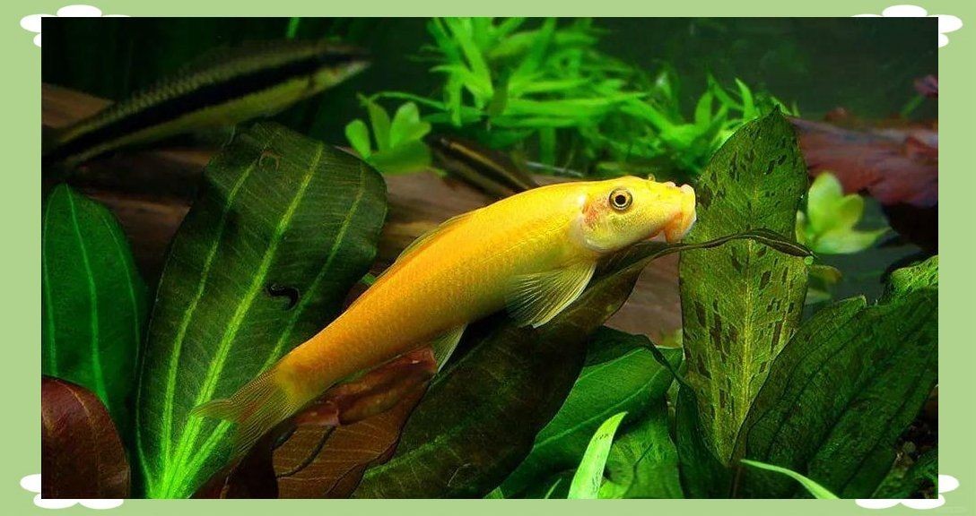 金苔鼠為啥一夜就死了：金苔鼠一夜猝死的原因是什么，金苔鼠一夜暴斃的原因 金苔鼠為啥一夜就死了：金苔鼠一夜猝死的原因是什么，金苔鼠一夜暴斃的原因 龍魚百科 第8張