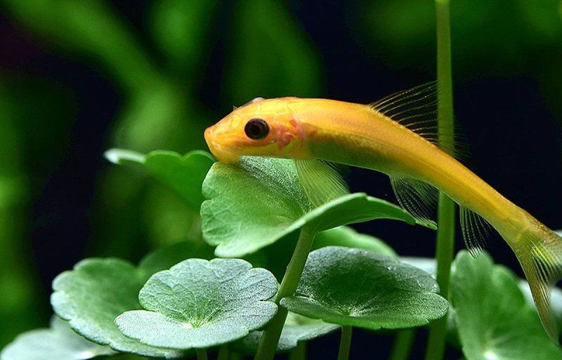 金苔鼠為啥一夜就死了：金苔鼠一夜猝死的原因是什么，金苔鼠一夜暴斃的原因 金苔鼠為啥一夜就死了：金苔鼠一夜猝死的原因是什么，金苔鼠一夜暴斃的原因 龍魚百科 第10張