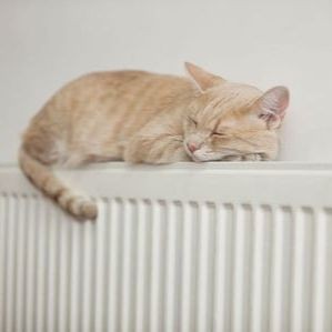 金苔鼠為啥一夜就死了：金苔鼠一夜猝死的原因是什么，金苔鼠一夜暴斃的原因 金苔鼠為啥一夜就死了：金苔鼠一夜猝死的原因是什么，金苔鼠一夜暴斃的原因 龍魚百科 第12張