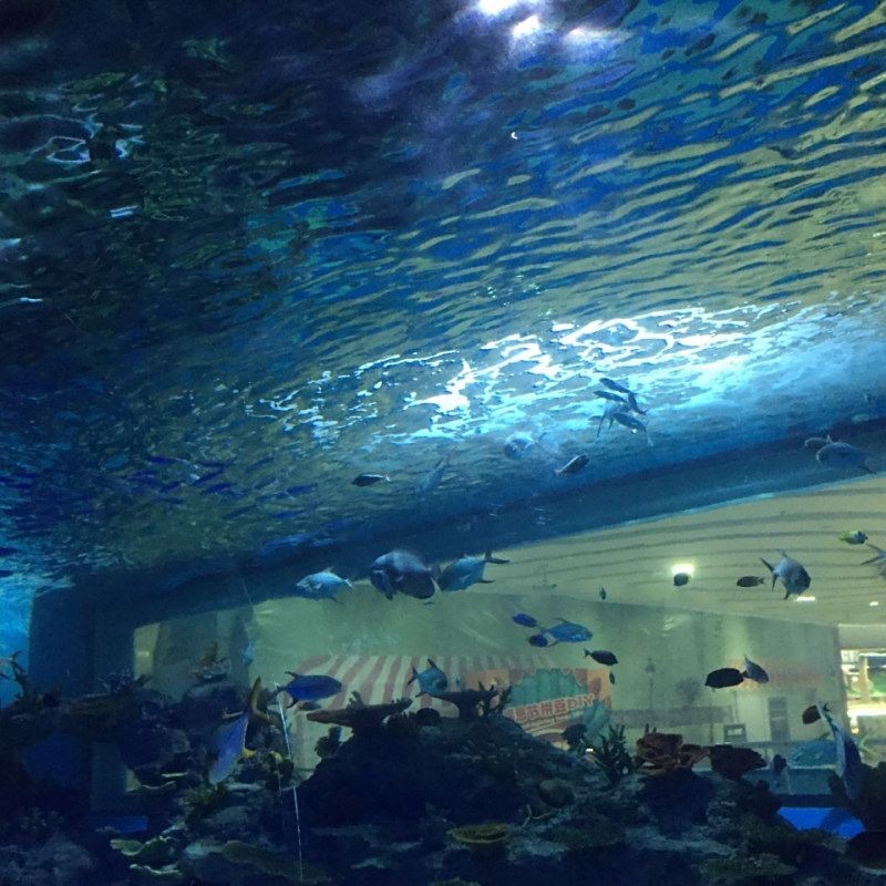 常州水族店：常州水族店是本地特色的專業水族用品及活體銷售場所 常州水族店：常州水族店是本地特色的專業水族用品及活體銷售場所 全國水族館企業名錄 第8張