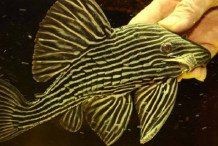 皇冠豹魚是雜魚還是名魚：如何飼養皇冠豹魚皇冠豹魚的市場價格