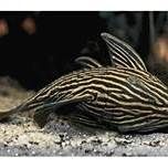 皇冠豹魚是雜魚還是名魚：如何飼養皇冠豹魚皇冠豹魚的市場價格