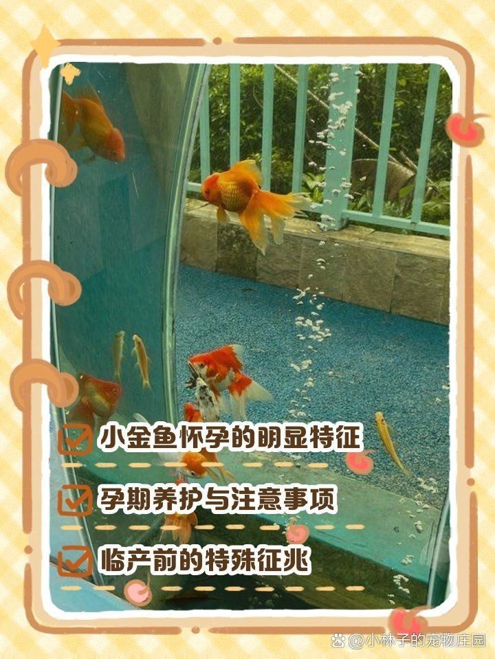 金魚懷孕了需要單獨養(yǎng)嗎：金魚懷孕了怎么辦