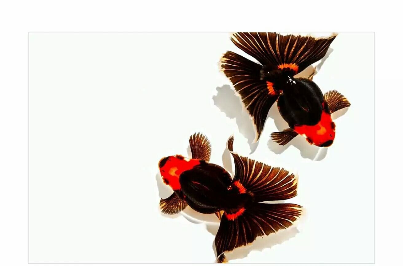 金魚頭爛了最簡(jiǎn)單處理方法：金魚頭爛了怎么辦
