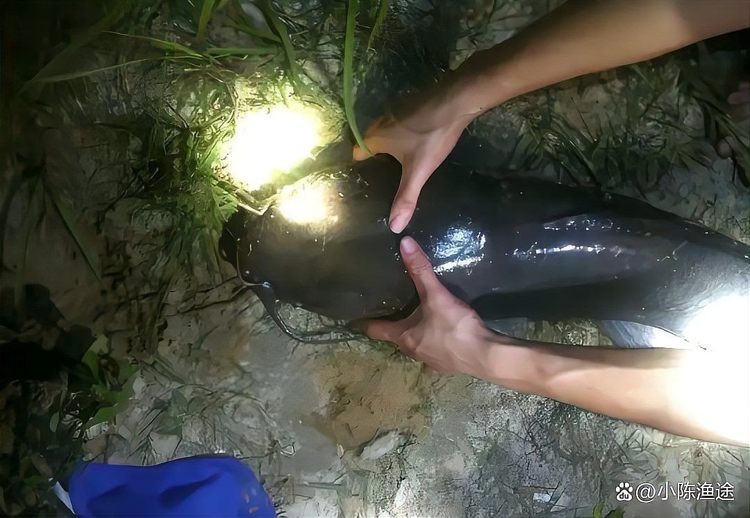 廣東埃及魚最便宜的地方：在廣東尋找釣魚人的最低價購入點(diǎn)