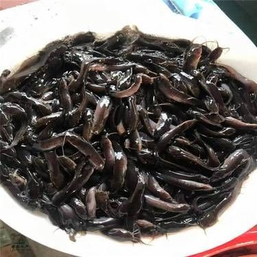 廣東埃及魚最便宜的地方：在廣東尋找釣魚人的最低價購入點(diǎn)