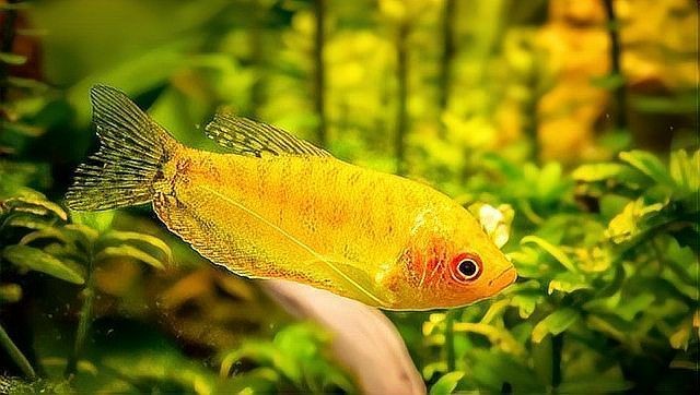 金牡丹魚為何不建議養：金牡丹魚多久繁殖一次