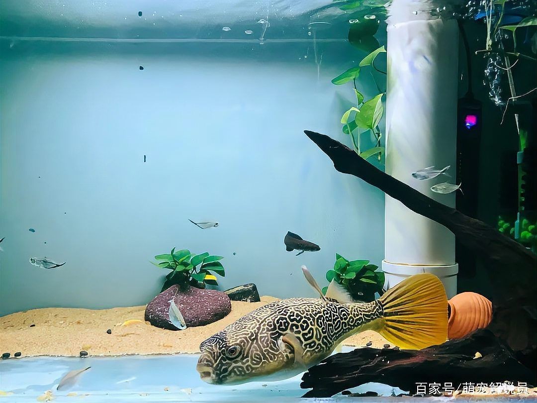 皇冠狗頭魚多少錢一條：皇冠狗頭魚市場價格受多種因素影響皇冠狗頭魚價格走勢
