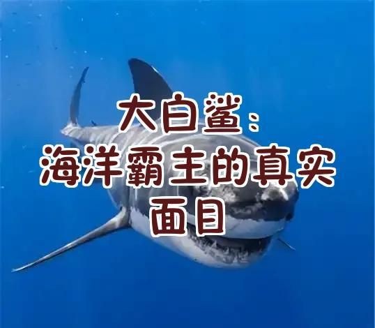 關于大白鯊的知識或資料：關于大白鯊的若干真相 關于大白鯊的知識或資料：關于大白鯊的若干真相 全國水族館企業名錄 第5張