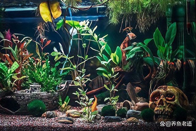活體魚快遞三天會死嗎：活體魚快遞三天存活與否取決于多重因素的綜合作用 活體魚快遞三天會死嗎：活體魚快遞三天存活與否取決于多重因素的綜合作用 龍魚論壇 第15張