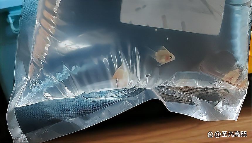 活體魚快遞三天會死嗎：活體魚快遞三天存活與否取決于多重因素的綜合作用 活體魚快遞三天會死嗎：活體魚快遞三天存活與否取決于多重因素的綜合作用 龍魚論壇 第13張