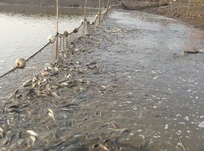 活體魚快遞三天會死嗎：活體魚快遞三天存活與否取決于多重因素的綜合作用 活體魚快遞三天會死嗎：活體魚快遞三天存活與否取決于多重因素的綜合作用 龍魚論壇 第12張