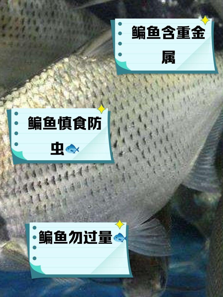 江鳊魚為何盡量少吃：關于江鳊魚的健康問題