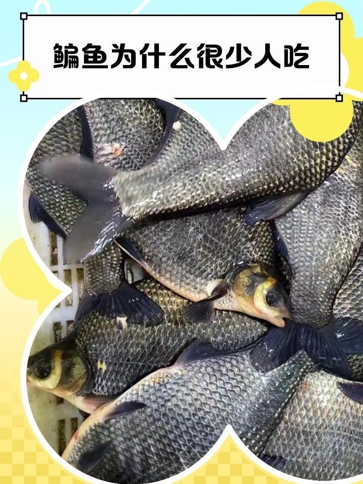 江鳊魚為何盡量少吃：關于江鳊魚的健康問題