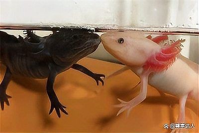 家里養一只蠑螈的害處：家庭飼養蠑螈有哪些隱患？