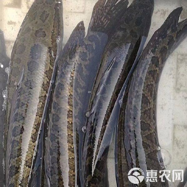 活黑魚一般多少錢一斤：活黑魚的價格受哪些因素影響？ 活黑魚一般多少錢一斤：活黑魚的價格受哪些因素影響？ 龍魚論壇 第3張