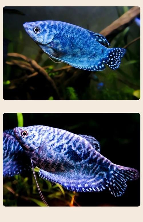 藍(lán)曼龍魚公母對照圖：“藍(lán)曼龍魚公母對照圖”展開，系統(tǒng)解析魚類雌雄個體的典型特征