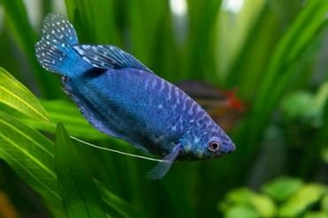 藍(lán)曼龍魚公母對照圖：“藍(lán)曼龍魚公母對照圖”展開，系統(tǒng)解析魚類雌雄個體的典型特征