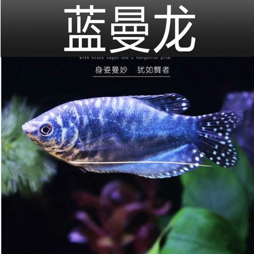 藍(lán)曼龍魚公母對照圖：“藍(lán)曼龍魚公母對照圖”展開，系統(tǒng)解析魚類雌雄個體的典型特征