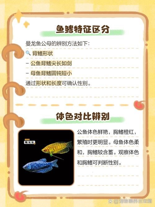 藍(lán)曼龍魚公母對照圖：“藍(lán)曼龍魚公母對照圖”展開，系統(tǒng)解析魚類雌雄個體的典型特征